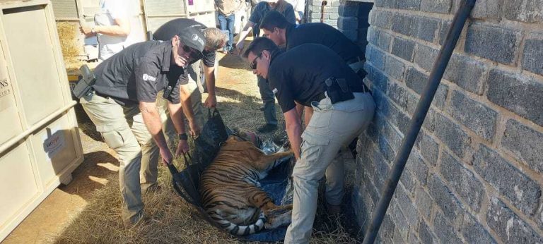 Forum Sekuriteit helps with transport of lions and tigers from Groot-Marico to Oudtshoorn